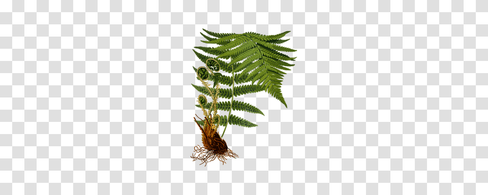 Branch Technology, Plant, Fern Transparent Png