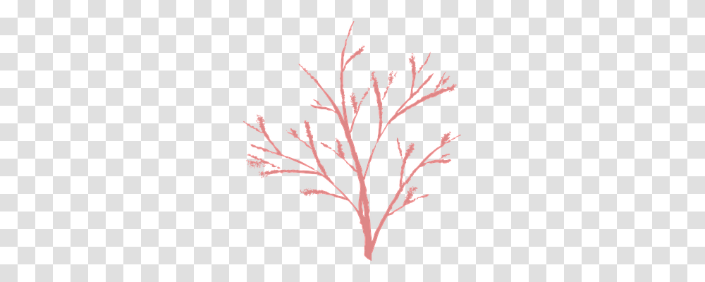 Branch Nature, Plant, Flower, Blossom Transparent Png