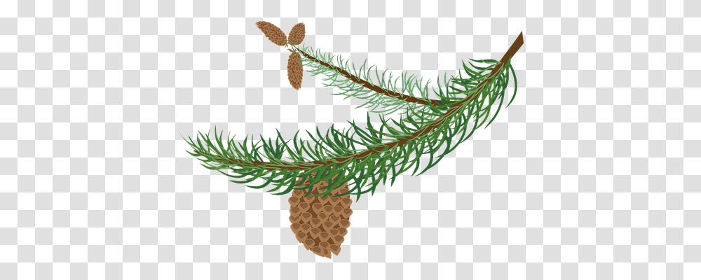 Branch Nature, Tree, Plant, Conifer Transparent Png