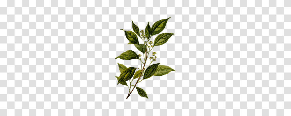 Branch Technology, Green, Leaf, Plant Transparent Png