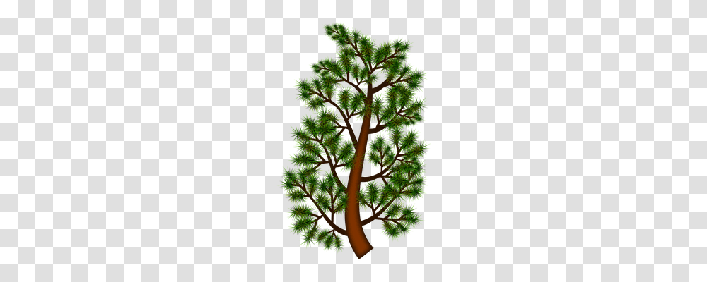 Branch Nature, Plant, Tree, Moss Transparent Png