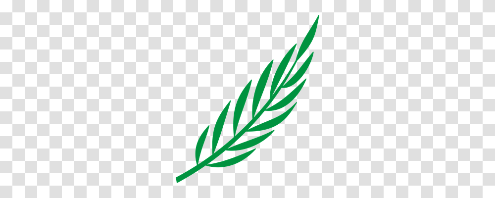 Branch Nature, Leaf, Plant, Vase Transparent Png