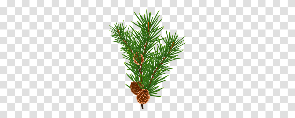 Branch Nature, Plant, Tree, Conifer Transparent Png