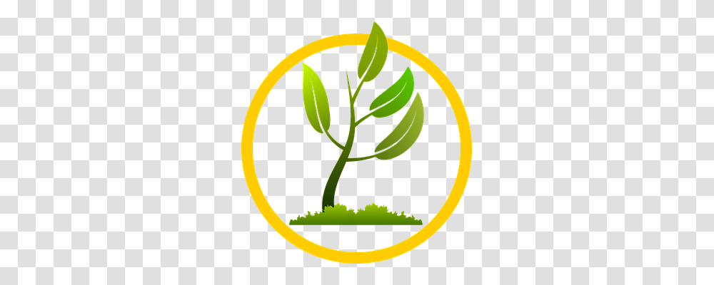 Branch Nature, Plant, Vegetable, Food Transparent Png