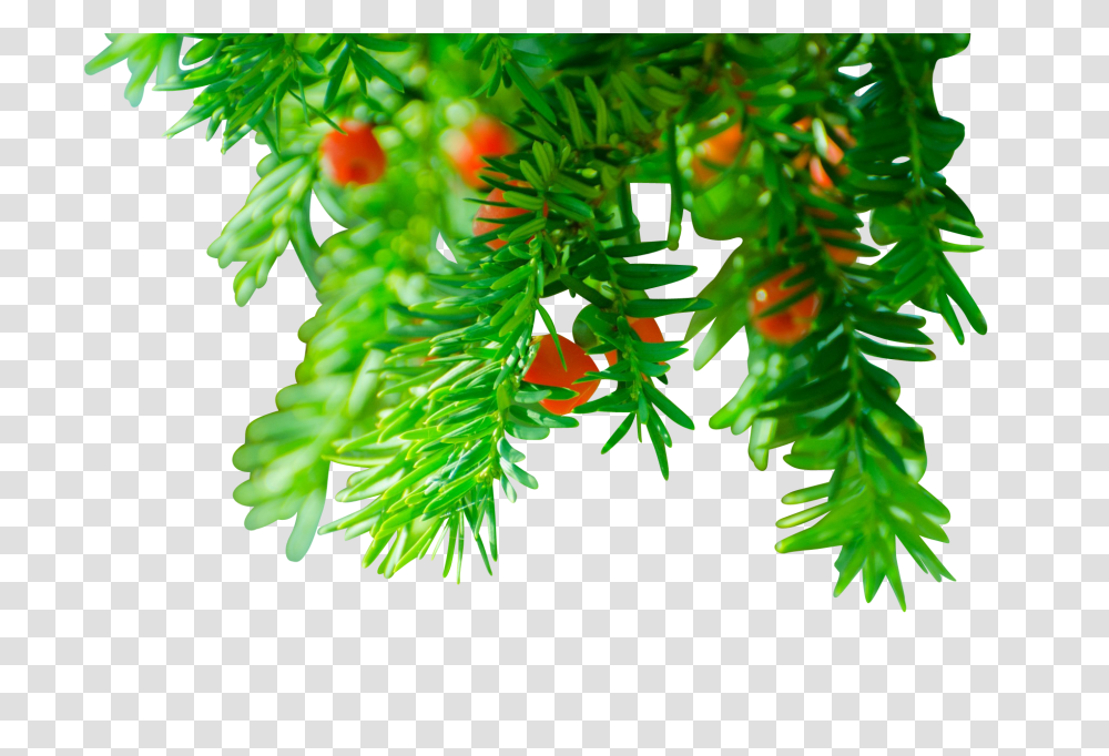 Branch Clip, Holiday, Tree, Plant, Conifer Transparent Png