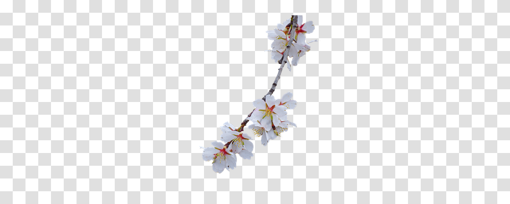 Branch Nature, Plant, Pollen, Flower Transparent Png