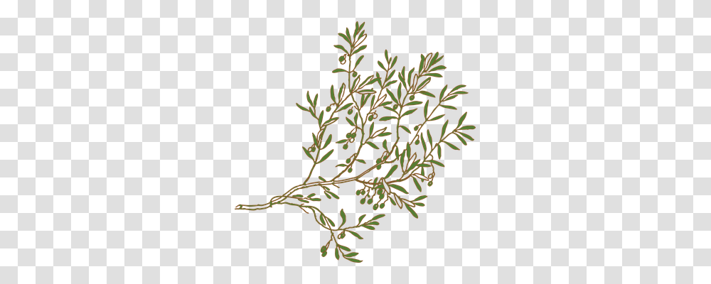 Branch Nature, Plant, Grass, Tree Transparent Png