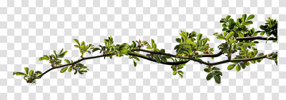 Branch Nature, Plant, Acanthaceae, Flower Transparent Png