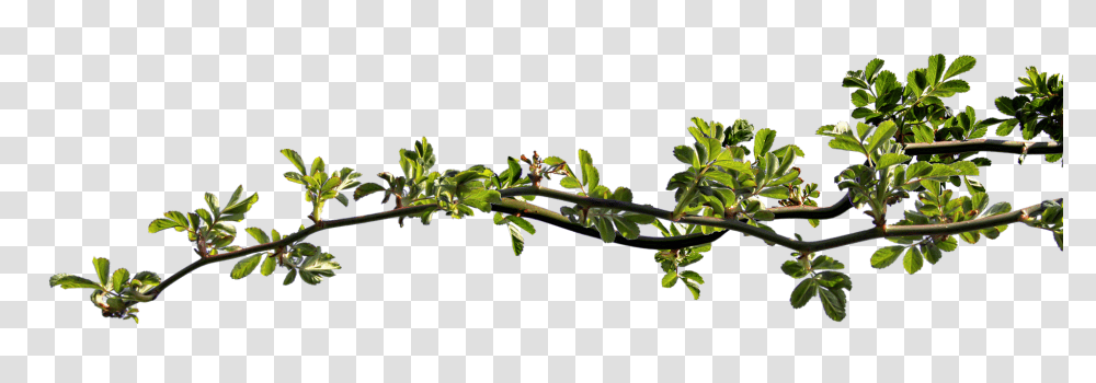 Branch Nature, Plant, Flower, Vase Transparent Png