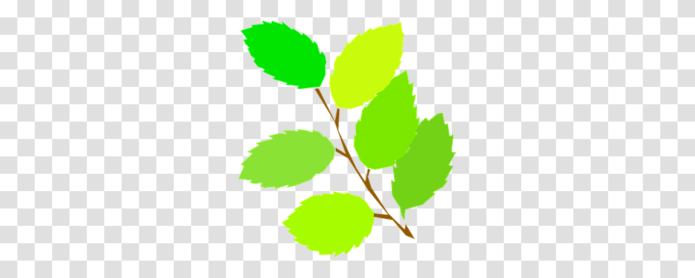 Branch Nature, Leaf, Plant, Veins Transparent Png