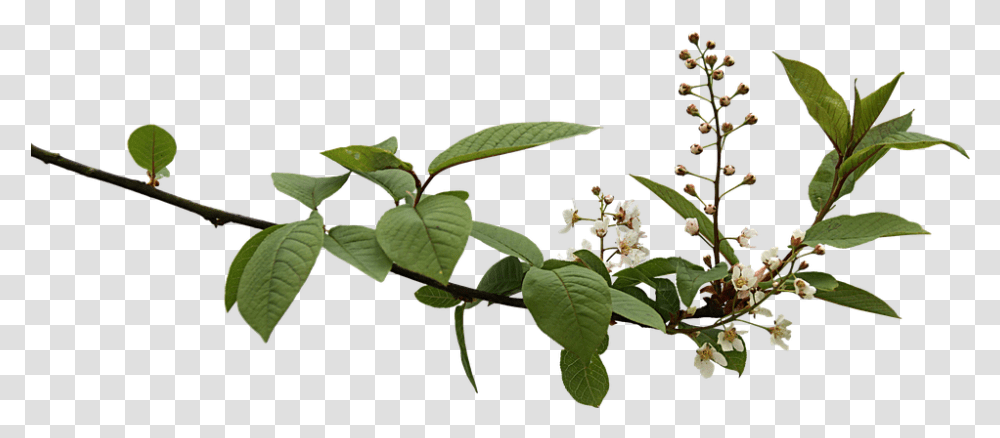Branch 5 Image Branch With Flowers, Acanthaceae, Plant, Blossom, Leaf Transparent Png