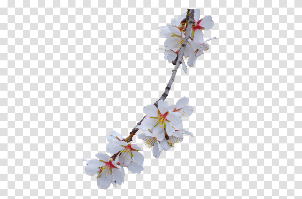 Branch Almond Tree Flowery Branch Cherry Blossoms White Background Free, Plant, Pollen, Vase, Jar Transparent Png