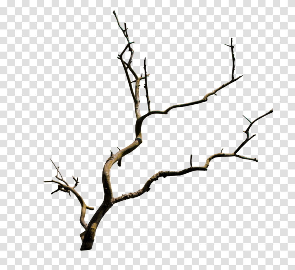 Branch Branch Images, Plant, Spider, Animal, Tree Transparent Png