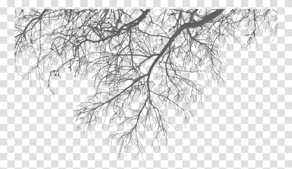 Branch Branches Of Tree, Plant, Ice, Outdoors, Nature Transparent Png