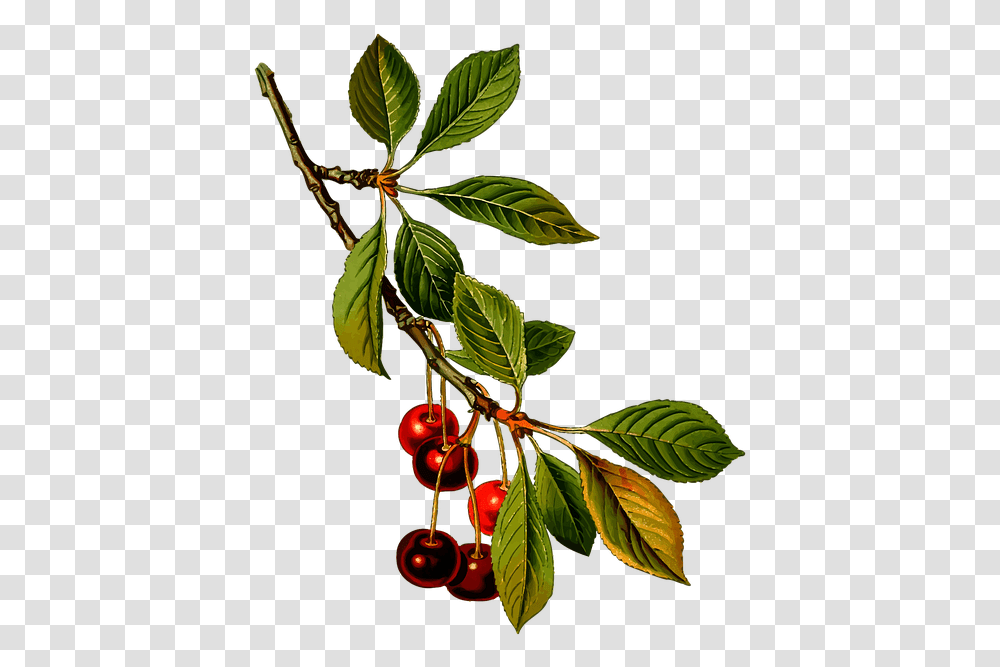 Branch Cherry Deciduous Free Vector Graphic On Pixabay Cherry Botanical Illustration, Plant, Fruit, Food, Leaf Transparent Png