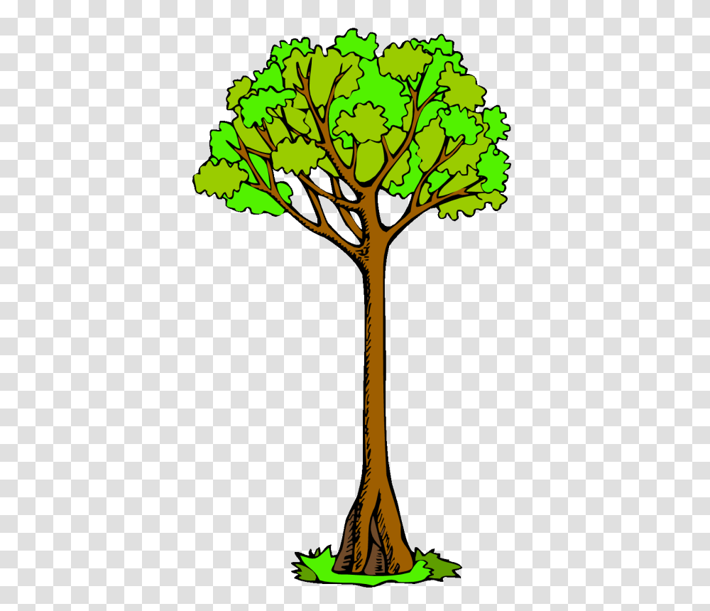 Branch Clip Art Tree Drawing Kauri, Plant, Leaf, Maple, Tree Trunk Transparent Png
