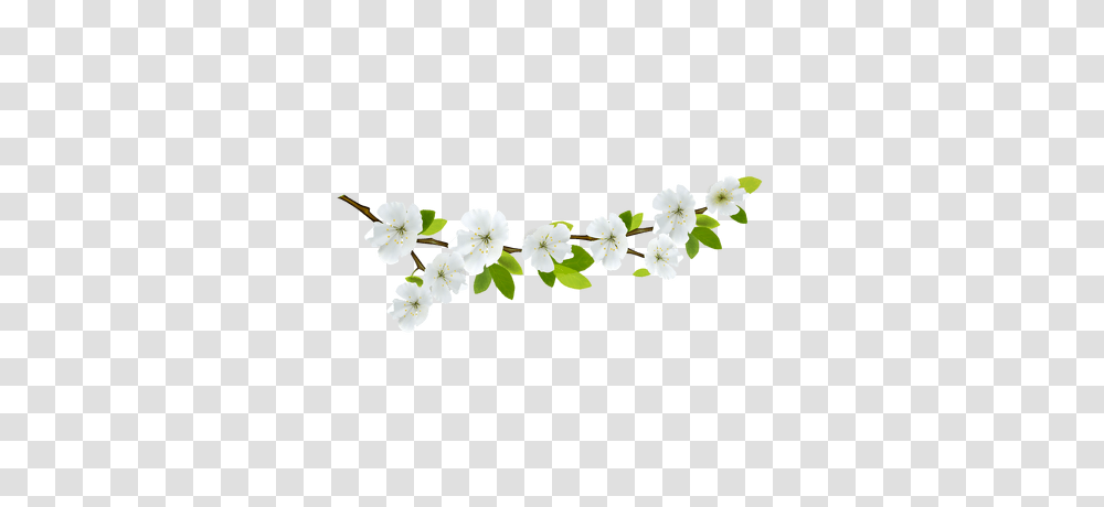 Branch Deco Left, Plant, Flower, Blossom, Petal Transparent Png