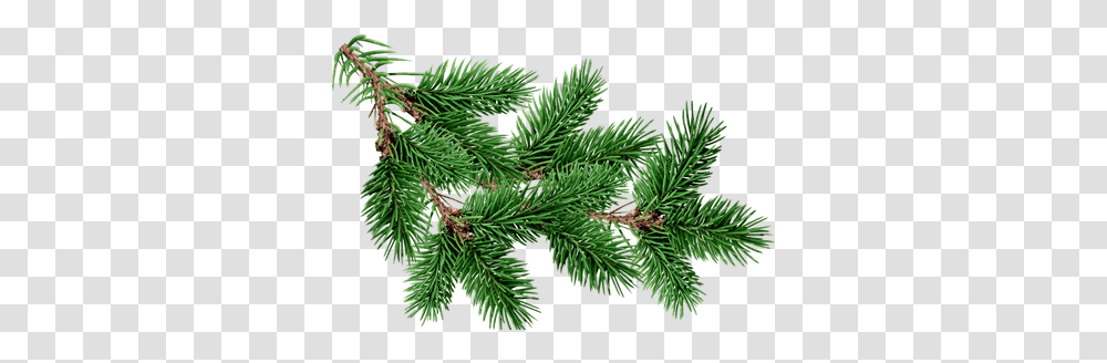 Branch Fir Tree Christmas Tree Branch, Plant, Conifer, Larch, Abies Transparent Png