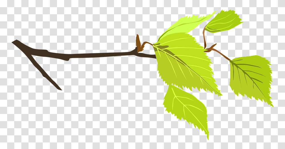 Branch Flower Twig, Leaf, Plant, Tree, Animal Transparent Png