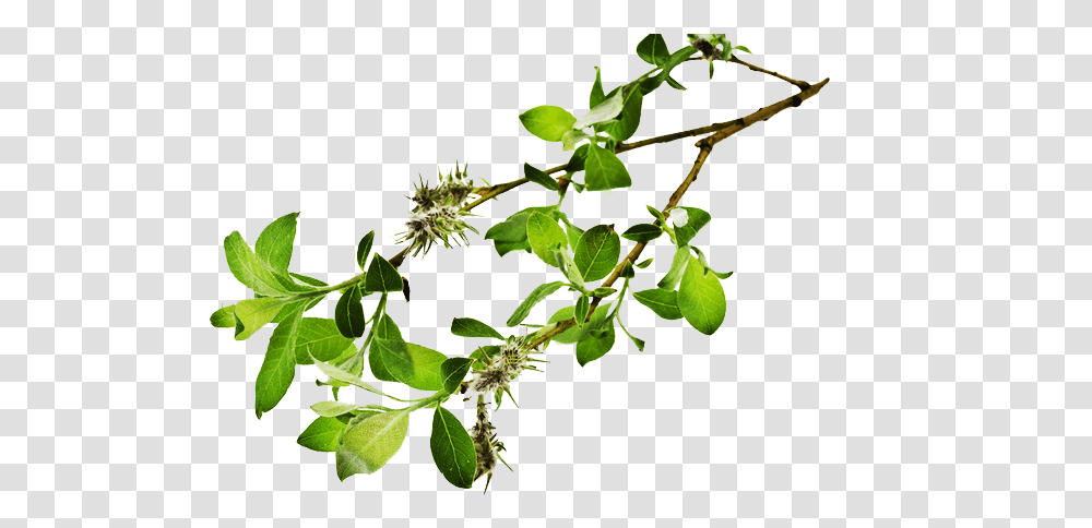 Branch Free Download Art In Motion, Plant, Leaf, Acanthaceae, Flower Transparent Png