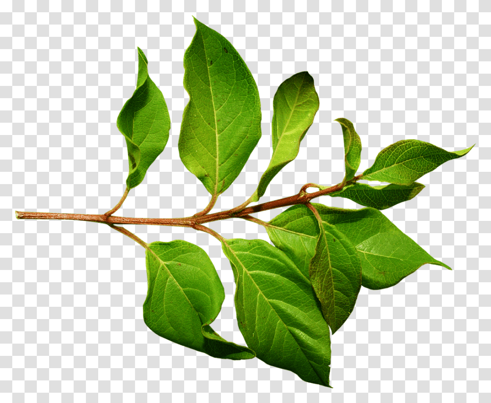 Branch Green Leaf Image Green Leaves On A Stem, Plant, Veins, Annonaceae, Tree Transparent Png