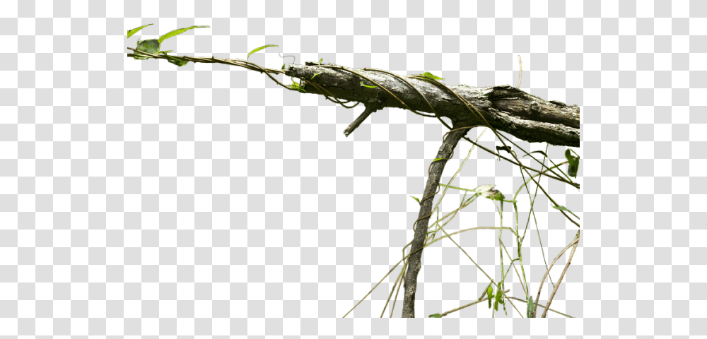Branch Images Exotic Tree High Branch Hd, Lizard, Reptile, Animal, Anole Transparent Png