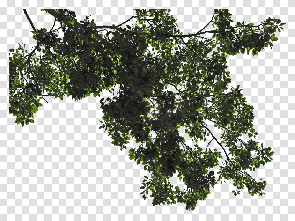 Branch Leaf Branch Picture Free Library Tree Leaves, Pattern, Plant, Fractal, Ornament Transparent Png