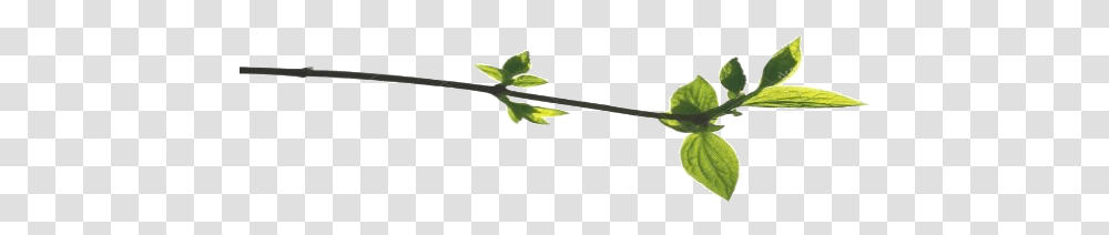 Branch Leaves Bay Laurel, Plant, Leaf, Weapon Transparent Png