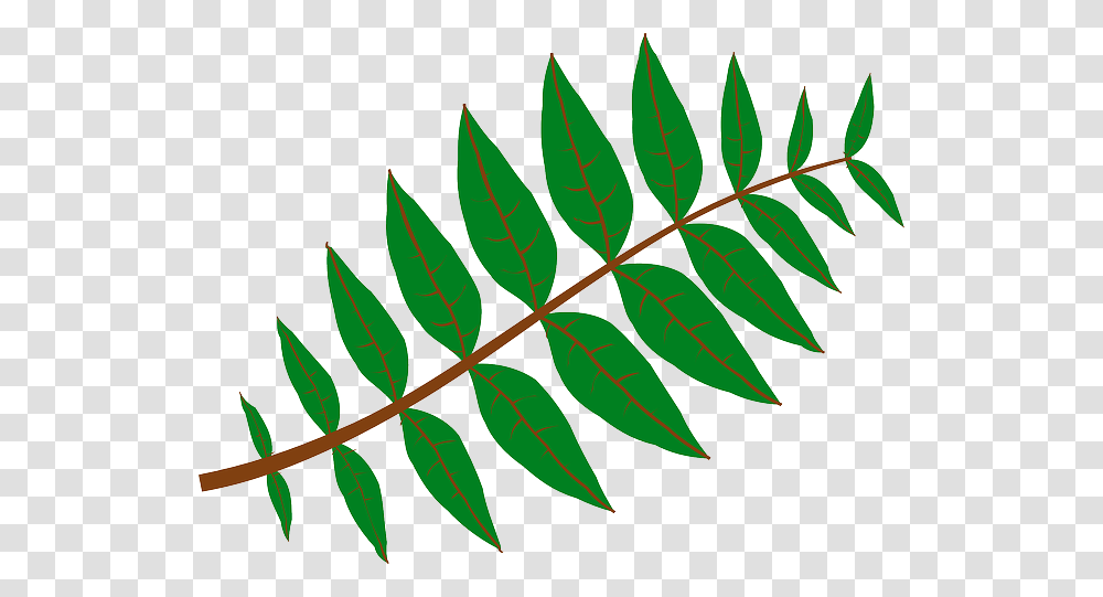 Branch Leaves Plant Green Nature Twig Branch Leaf Clip Art, Fern Transparent Png