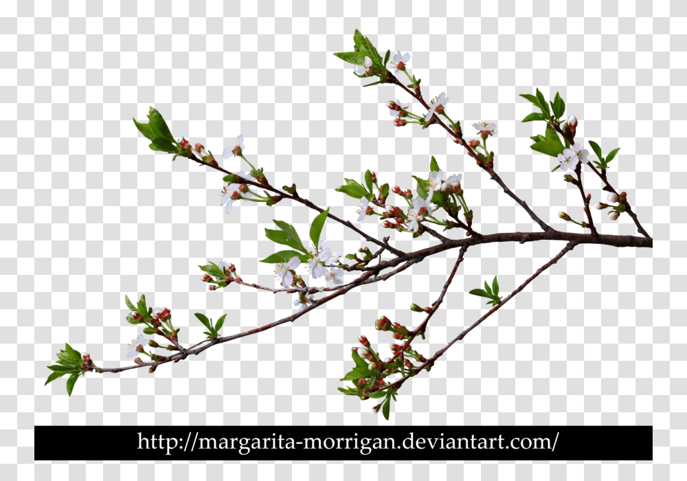 Branch Of Cherry Blossoms, Plant, Flower, Acanthaceae, Tree Transparent Png