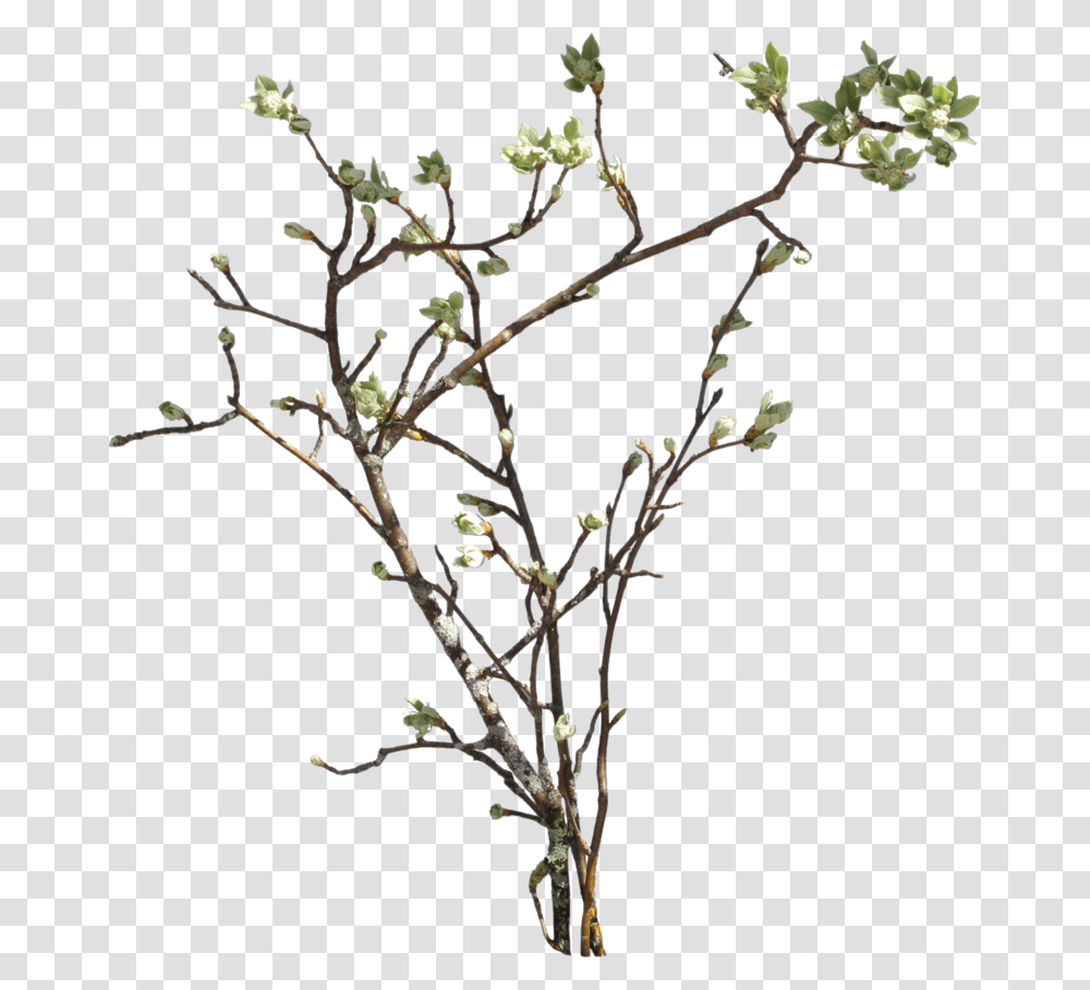 Branch Picture Bush Branch, Acanthaceae, Flower, Plant, Animal Transparent Png