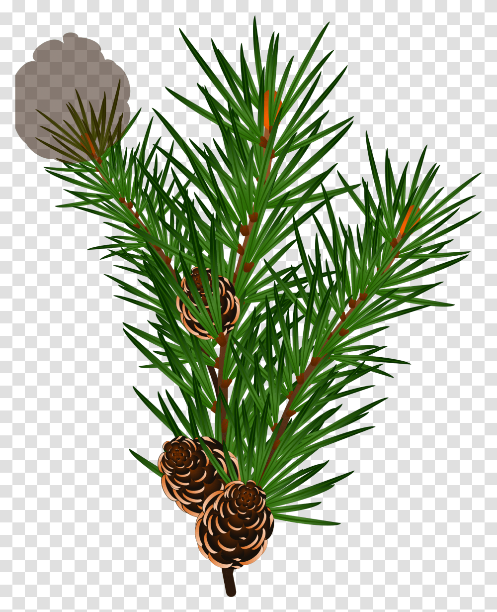 Branch Svg Clip Art For Web Juniper, Tree, Plant, Conifer, Fir Transparent Png