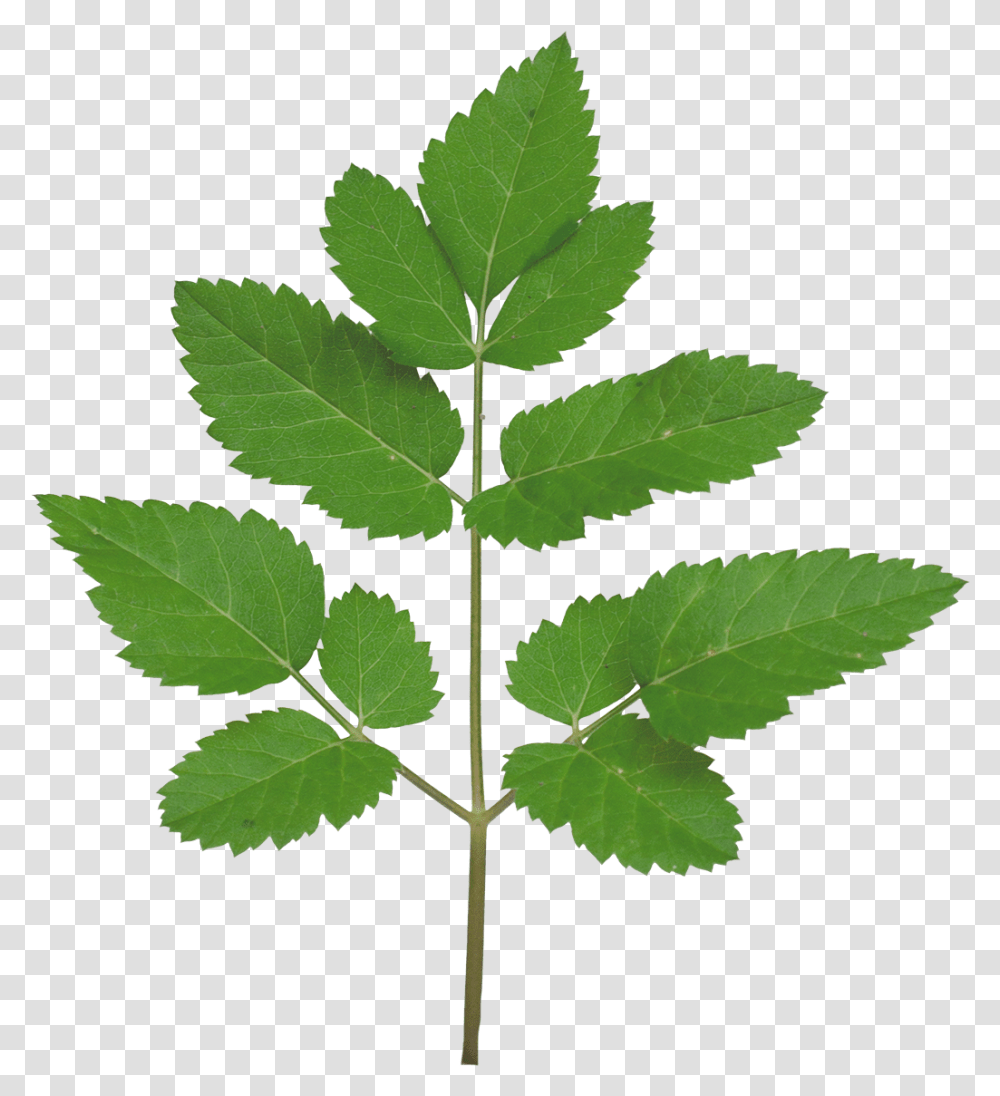 Branch Texture Tree Branch Leaf Texture, Plant, Green, Acanthaceae Transparent Png