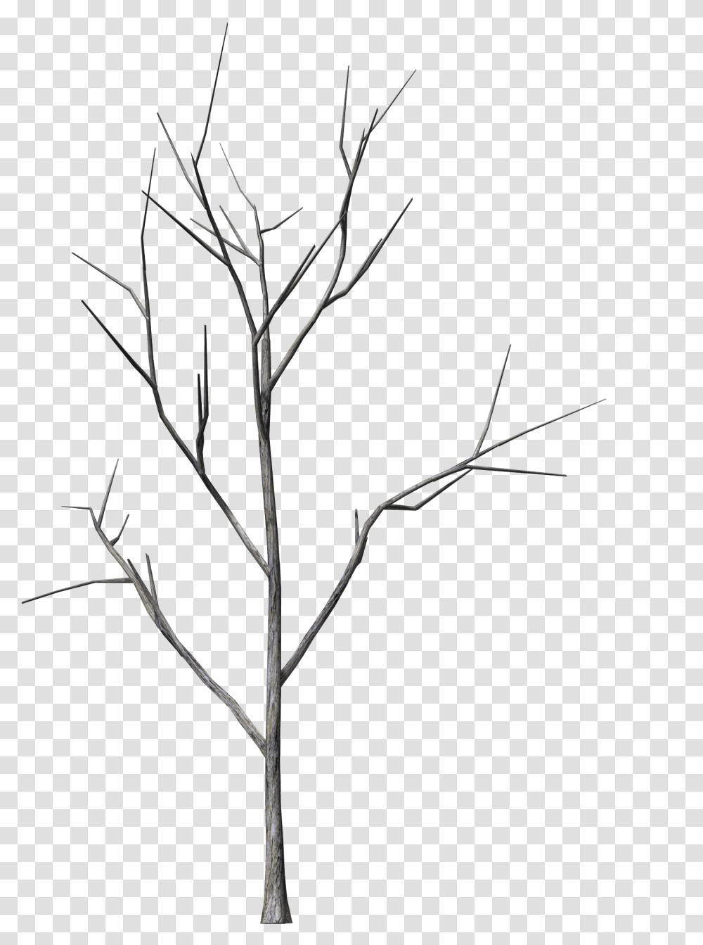 Branch Tree Hq Photo Line Art, Plant, Silhouette, Nature, Outdoors Transparent Png