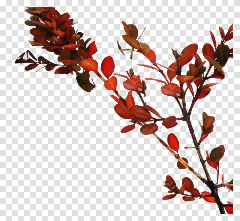 Branch Tree Red Leaves Ilex Vomitoria, Acanthaceae, Flower, Plant, Blossom Transparent Png