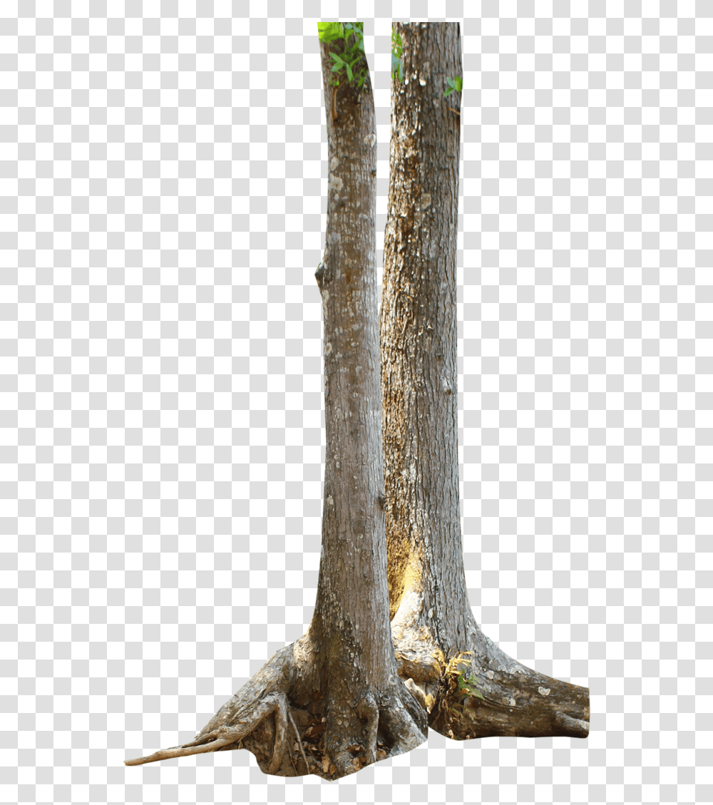Branch Tree Trunk Clipart Tree Trunk, Plant, Beverage, Drink, Alcohol Transparent Png