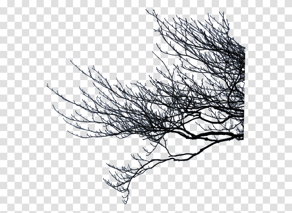 Branch Twig Stick Tree Trees Forest Ftestickers Tree Branches Background, Nature, Outdoors, Ice, Snow Transparent Png