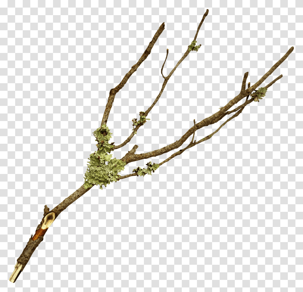 Branch Twig Tree Leaf Branch, Plant, Flower, Animal, Bee Eater Transparent Png