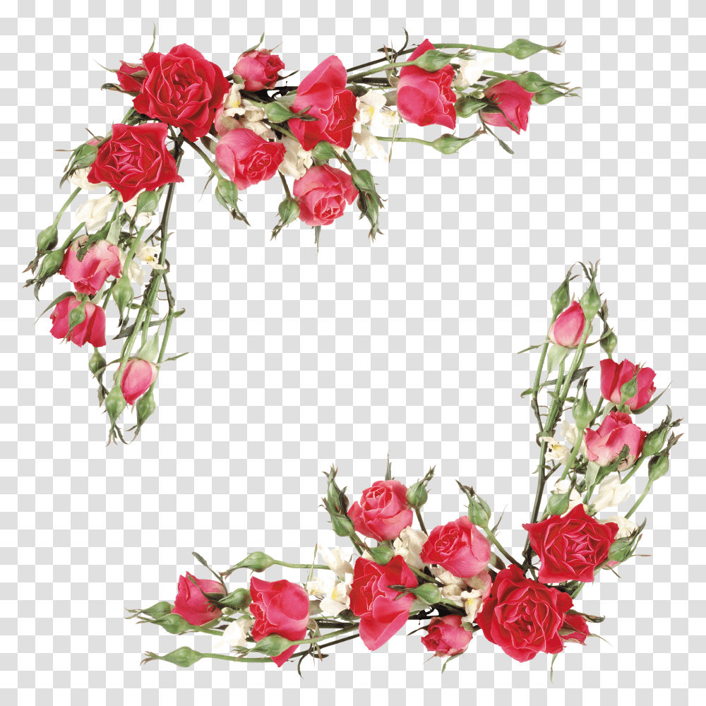 Branch Vector Rose Flower Rose Border Design Transparent Png