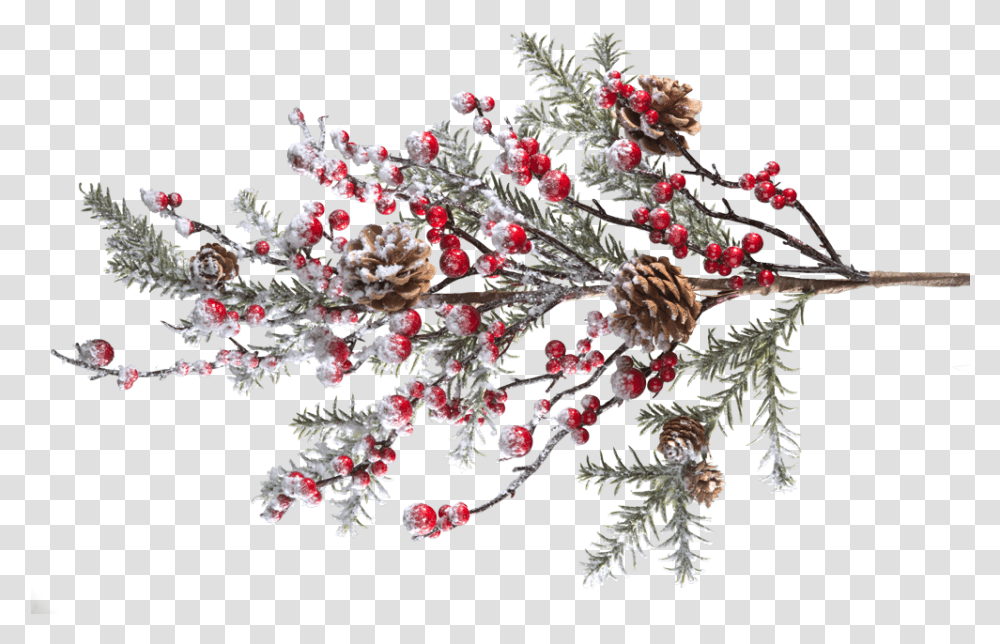 Branch With Frosted Red Berries And Pine Cones Red Berries Branch, Pattern, Ornament, Plant, Flower Transparent Png
