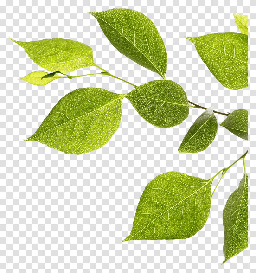 Branch With Green Leaves Twig, Leaf, Plant, Ivy, Vine Transparent Png