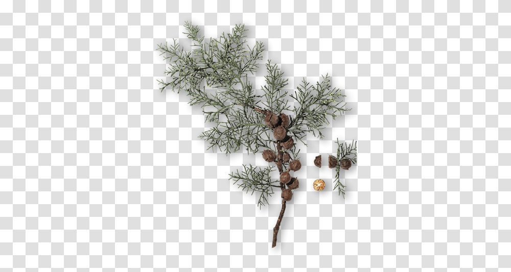 Branche Cyprs, Tree, Plant, Conifer, Grain Transparent Png