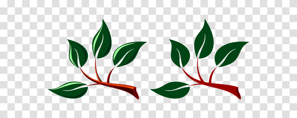 Branches Nature, Leaf, Plant, Green Transparent Png
