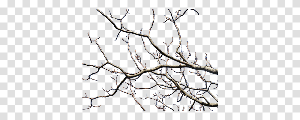 Branches Nature, Outdoors, Ice, Ornament Transparent Png