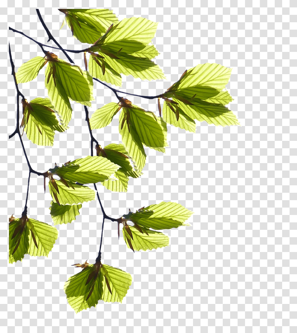 Branches Nature, Leaf, Plant, Veins Transparent Png
