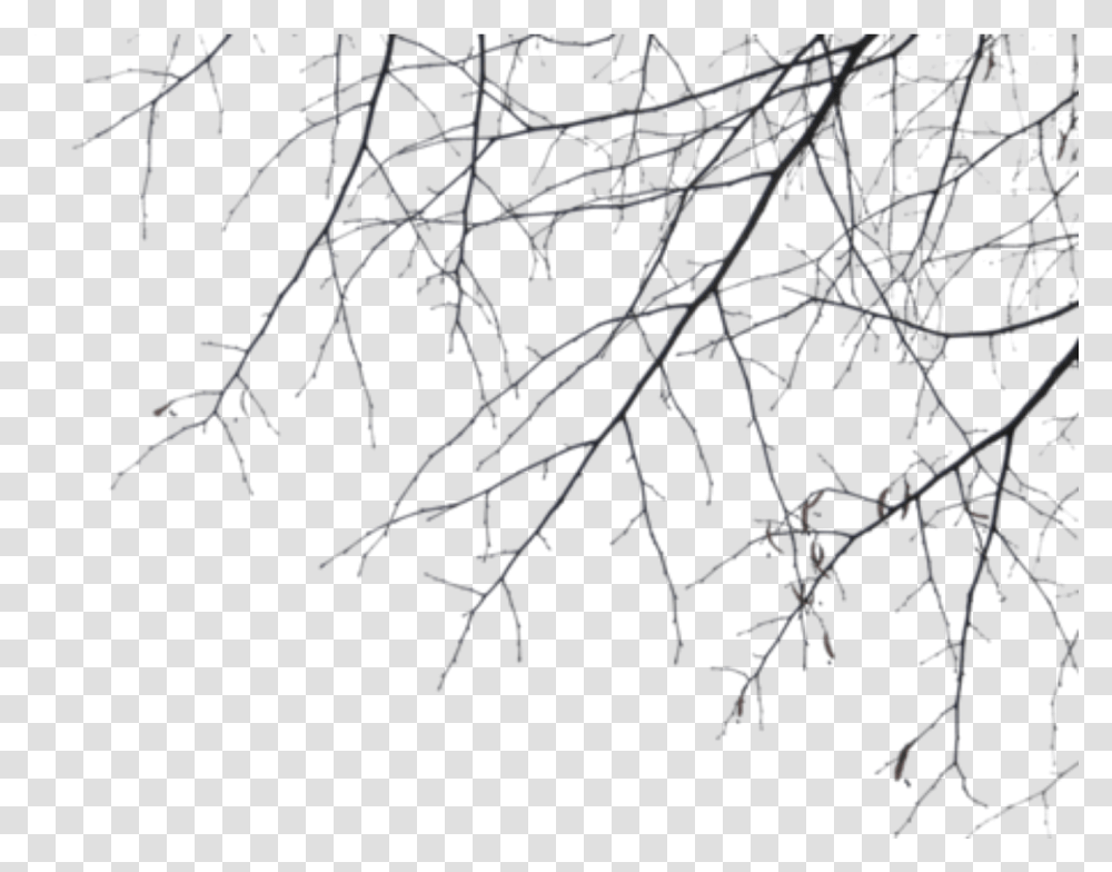 Branches Download Branches, Nature, Outdoors, Plant, Tree Transparent Png