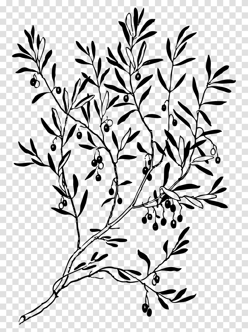 Branches Leaves Plant Tree Image Ancient Roman Olive Branch, Gray, World Of Warcraft Transparent Png