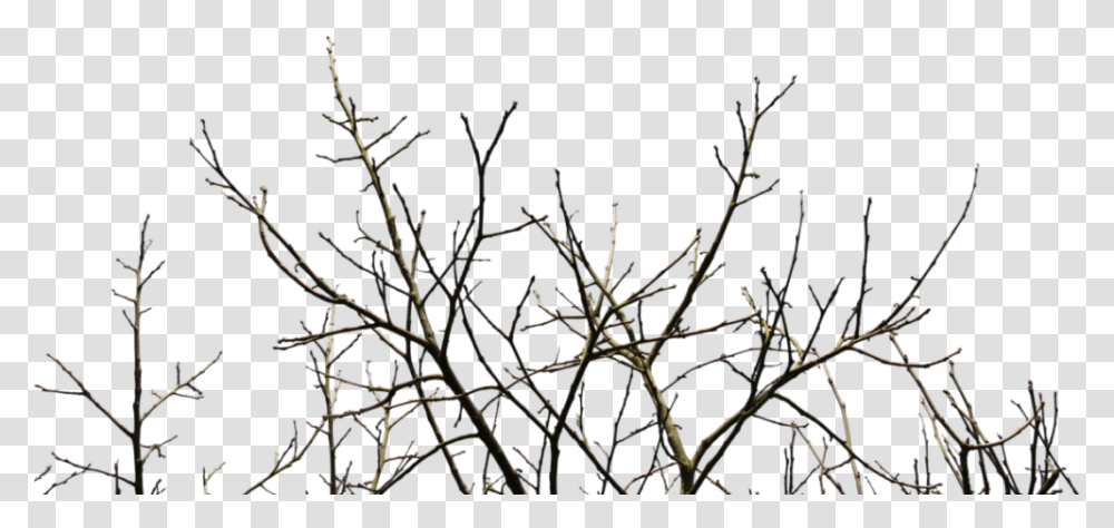 Branches Of A Tree, Nature, Outdoors, Ice, Snow Transparent Png