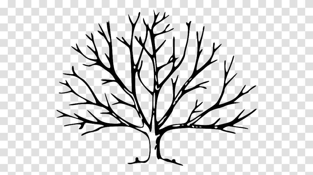 Branches Plant Tree Vegetation Winter Tree With No Leaves, Leaf, Stencil, Painting Transparent Png