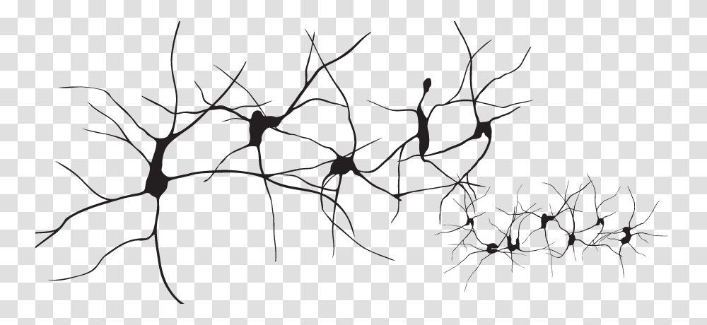 Branchline And Whiteorganismplant Plant Neurons, Stencil, Tree, Face, Hand Transparent Png
